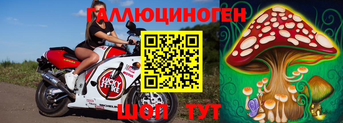 Псилоцибиновые грибы Psilocybe Котлас